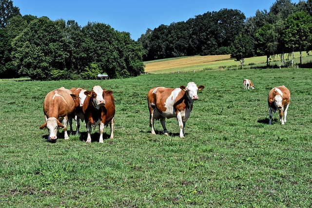 leite tipo a2 é produzido por vacas especiais